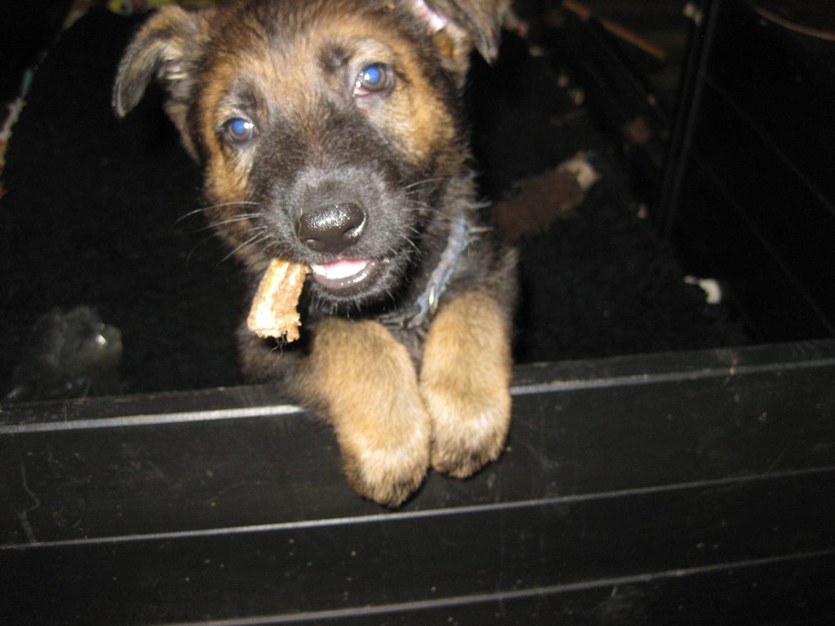 Schæferhund Cutulus Liva billede 11