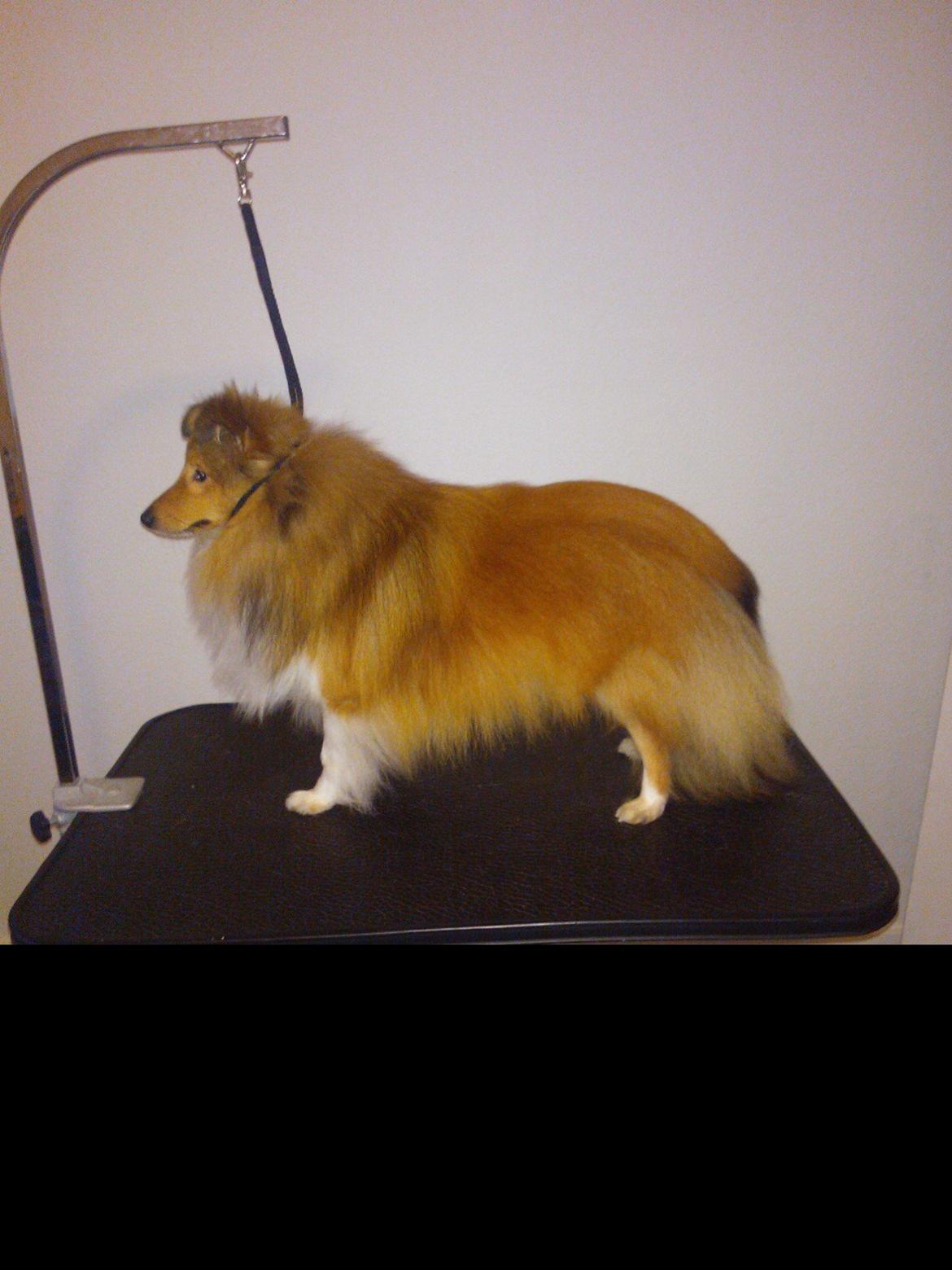 Shetland sheepdog Watson *Firehøje's Fancy Twix* - Her står jeg når jeg skal børstes, ha klippet negle, poter osv. billede 11