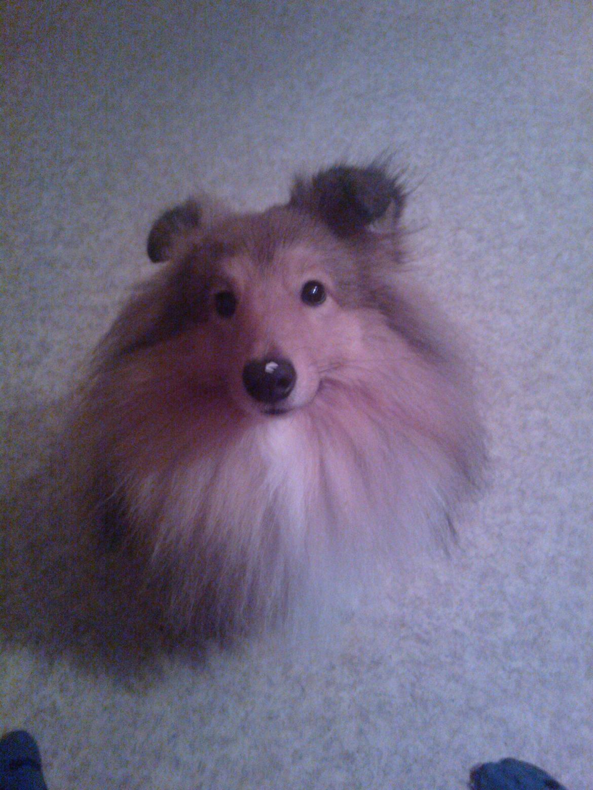 Shetland sheepdog Watson *Firehøje's Fancy Twix* - Jeg får tit stukket min næse lidt for langt op på sofabordet, så må mor fjerne resterne.  billede 12