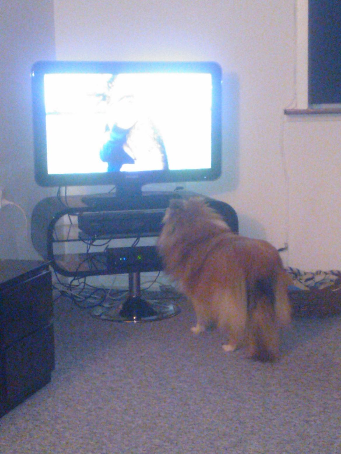 Shetland sheepdog Watson *Firehøje's Fancy Twix* - Jeg elsker animal planet.  billede 13