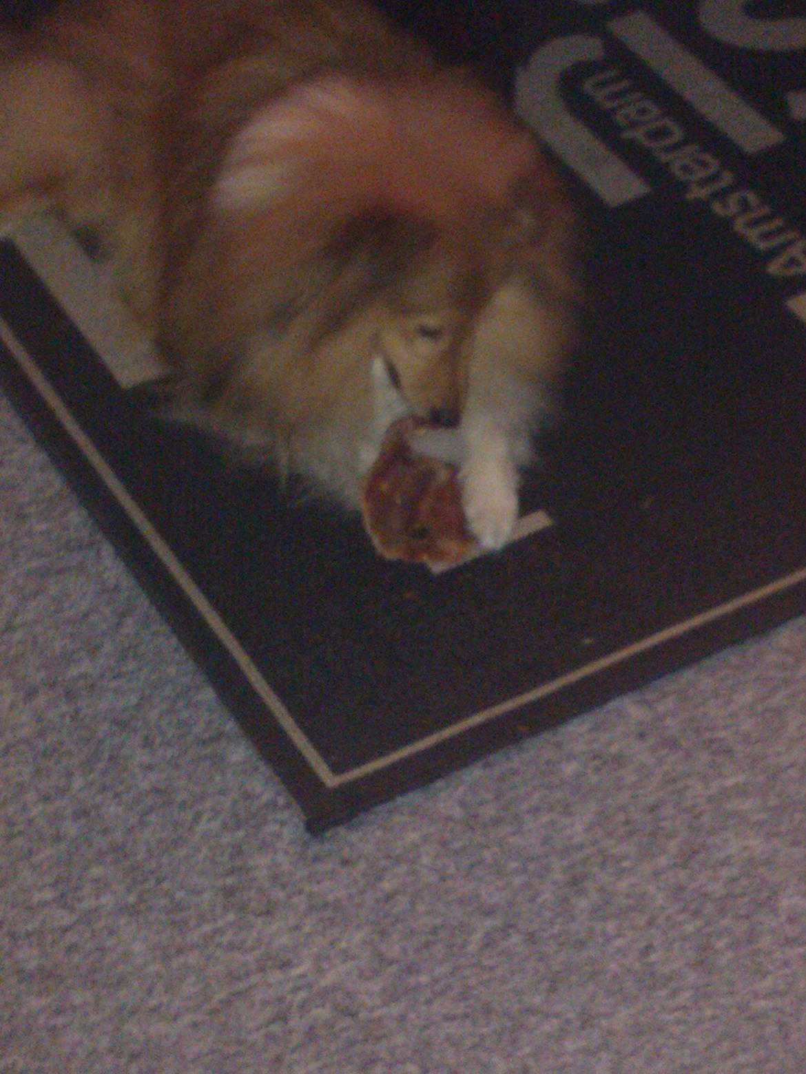 Shetland sheepdog Watson *Firehøje's Fancy Twix* - Grise øre. Det er lykken. billede 14