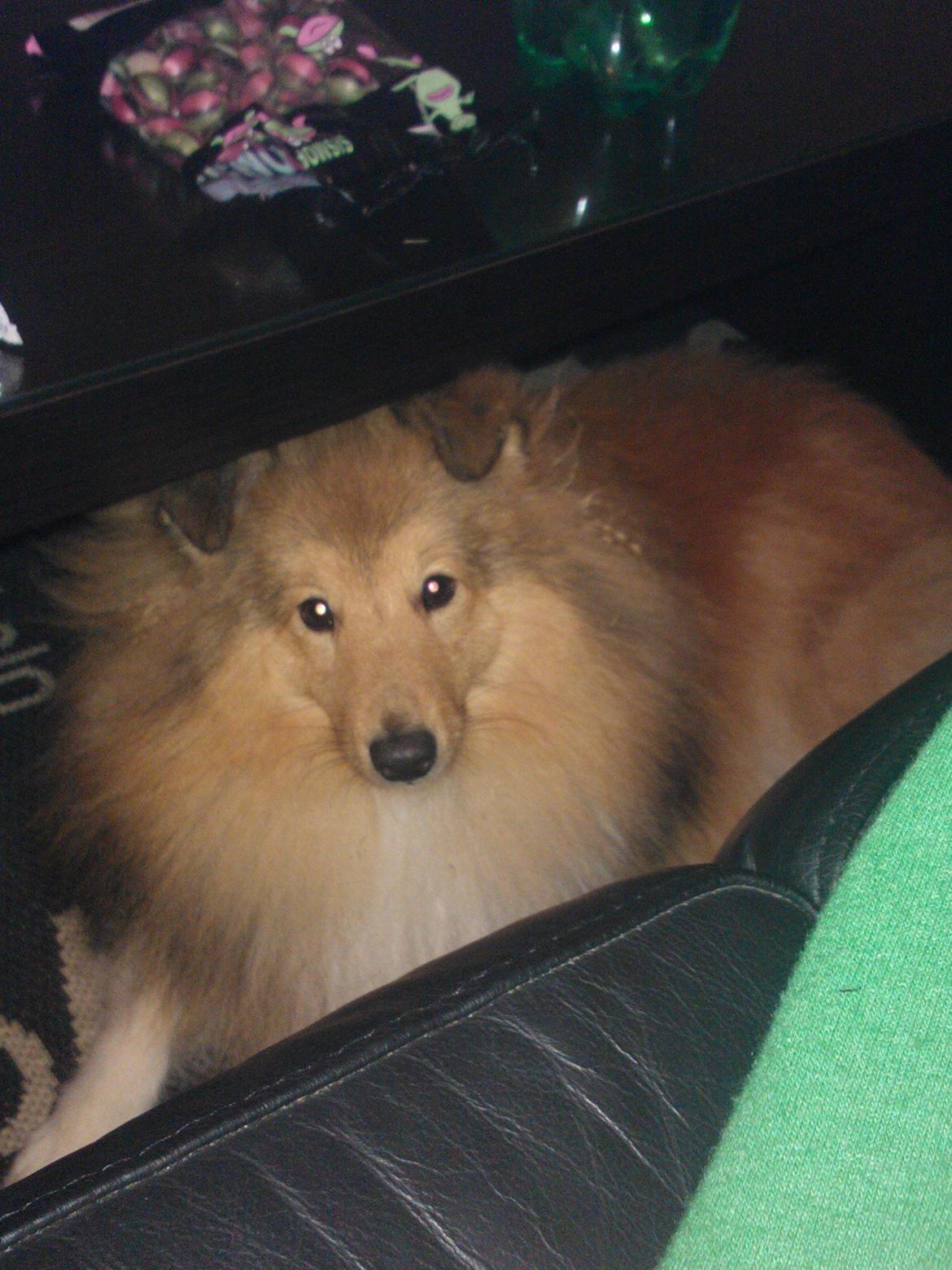 Shetland sheepdog Watson *Firehøje's Fancy Twix* - Men om aftenen ligger jeg tit under sofabordet, og holder øje med hvad mor laver. billede 6