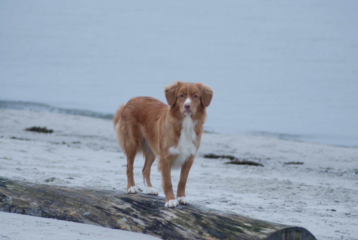 Nova scotia duck tolling retriever Redborn first Contact (Dixie) [Himmelhund] - 1 år billede 15