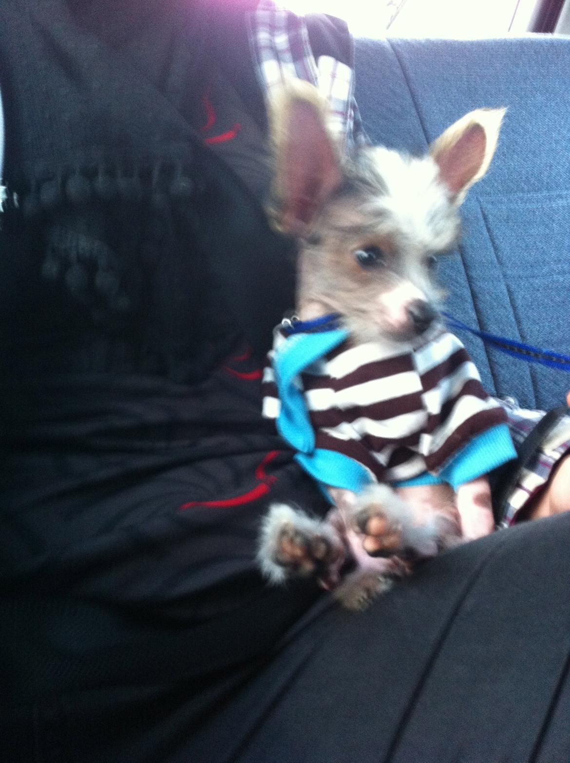 Chinese crested hårløs Manfred billede 6