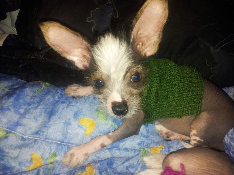 Chinese crested hårløs Manfred - Manfred som lille babyhund.. billede 7