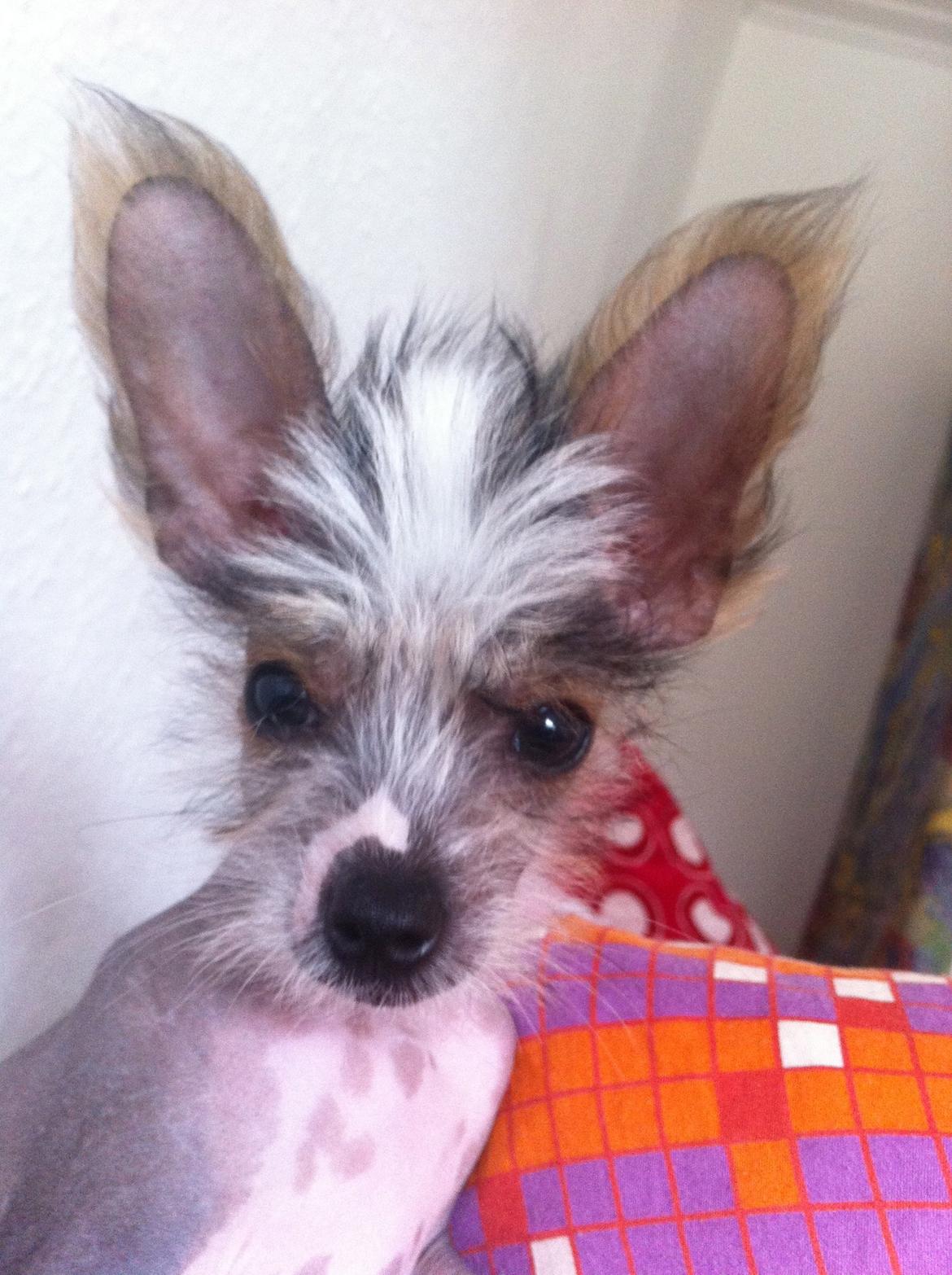 Chinese crested hårløs Manfred billede 9