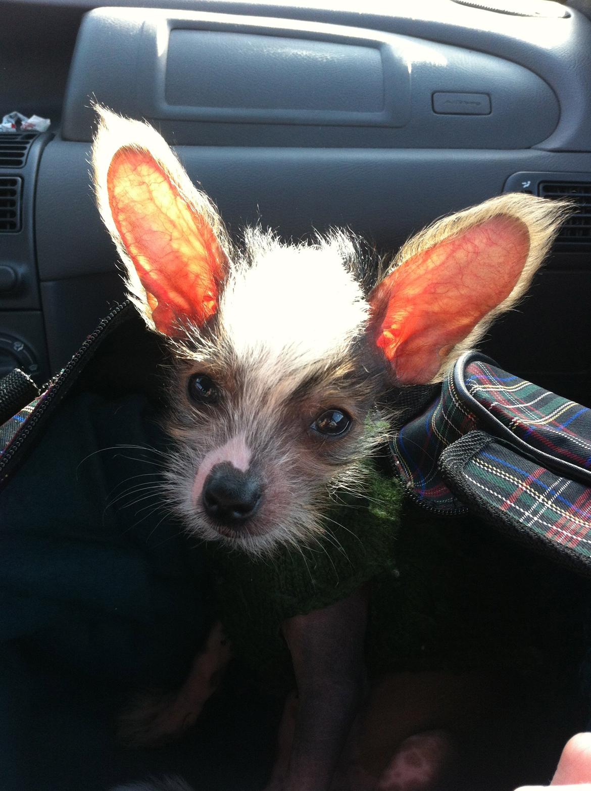 Chinese crested hårløs Manfred billede 10