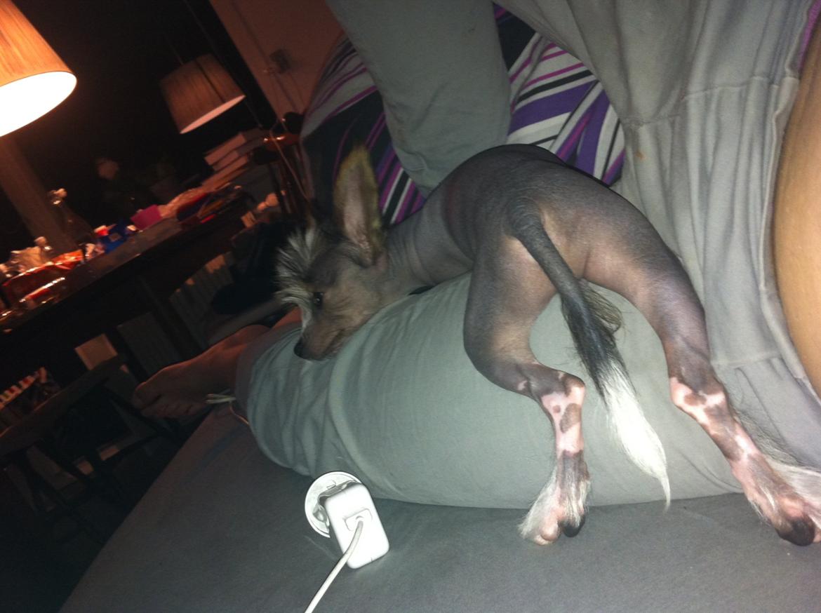 Chinese crested hårløs Manfred - Manfred skulle lige have et lille hvil.. billede 11