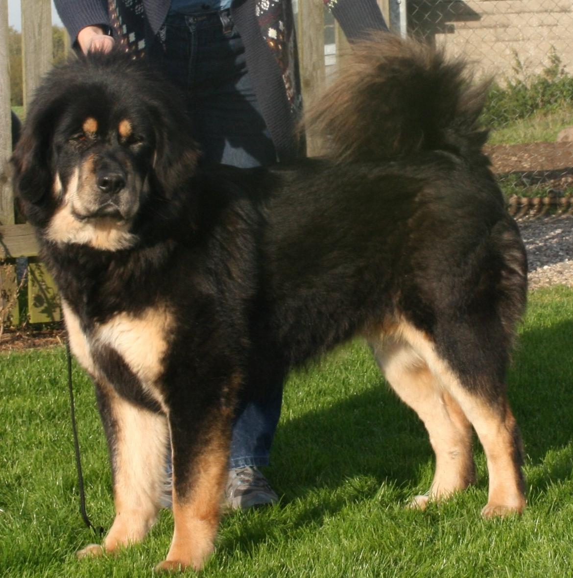 Tibetansk mastiff Rami billede 16