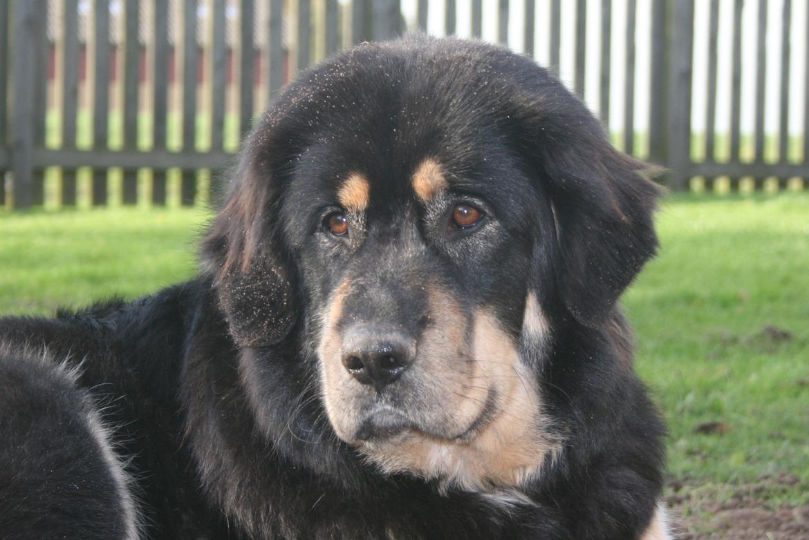 Tibetansk mastiff Rami billede 17