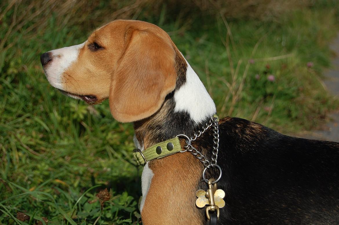 Beagle Daisy Hills Prinsesse Lathyrus. [Thyrus] - Velkommen!:-) billede 1