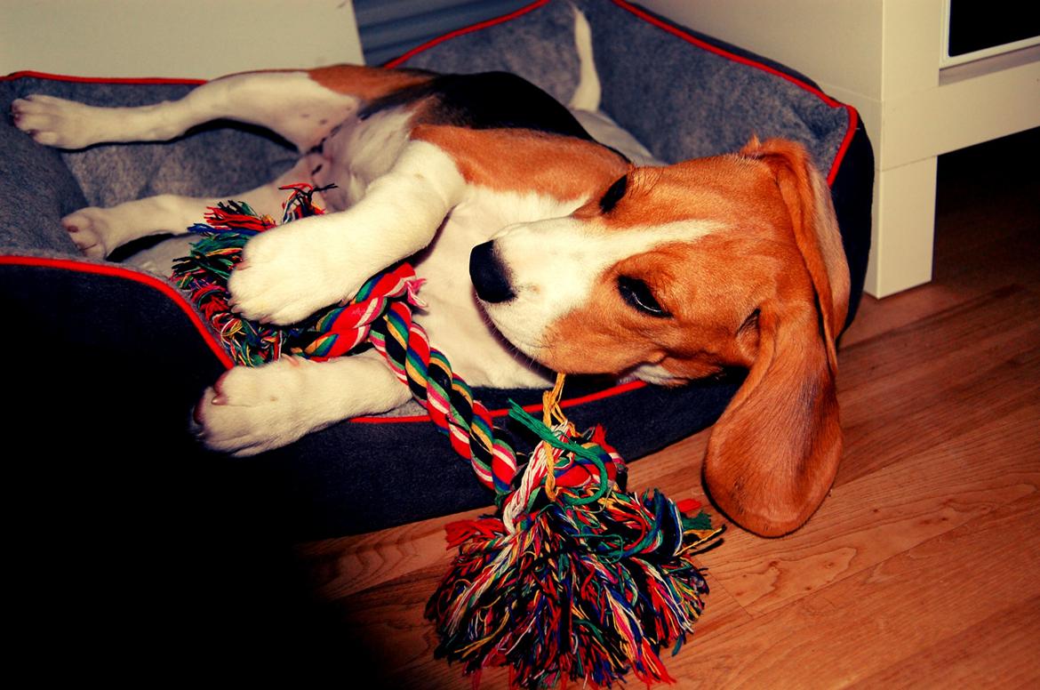 Beagle Daisy Hills Prinsesse Lathyrus. [Thyrus] billede 2