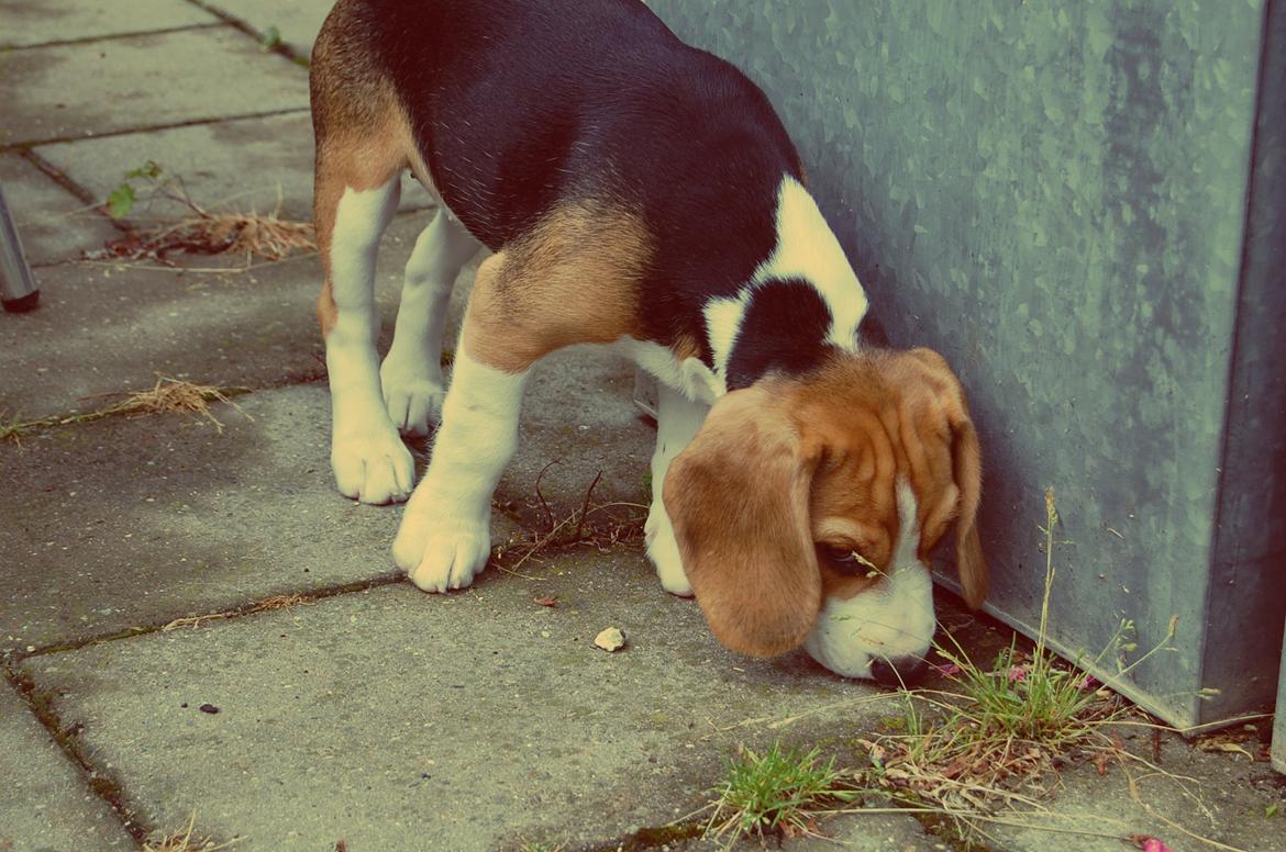 Beagle Daisy Hills Prinsesse Lathyrus. [Thyrus] - I haven som helt lille ny hvalp :3 billede 3