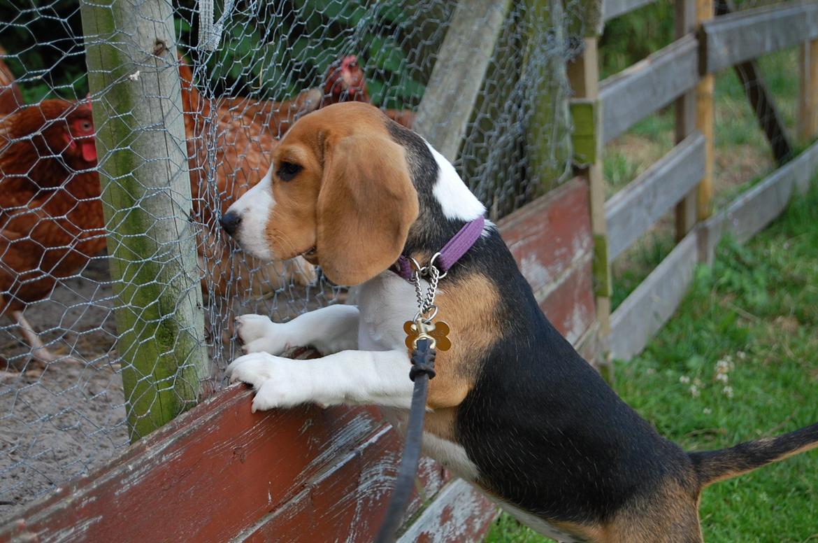 Beagle Daisy Hills Prinsesse Lathyrus. [Thyrus] - Uff de høns dér... billede 4