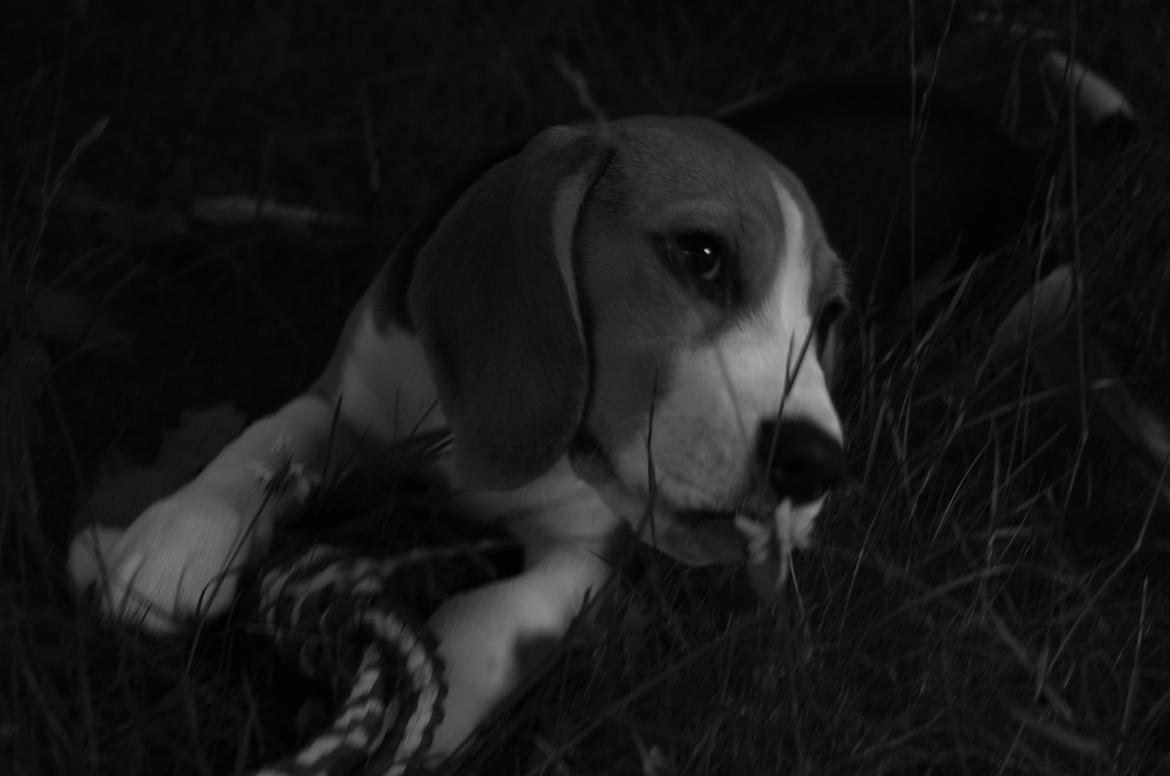 Beagle Daisy Hills Prinsesse Lathyrus. [Thyrus] - Lille, ny og Nysgerrig. billede 5