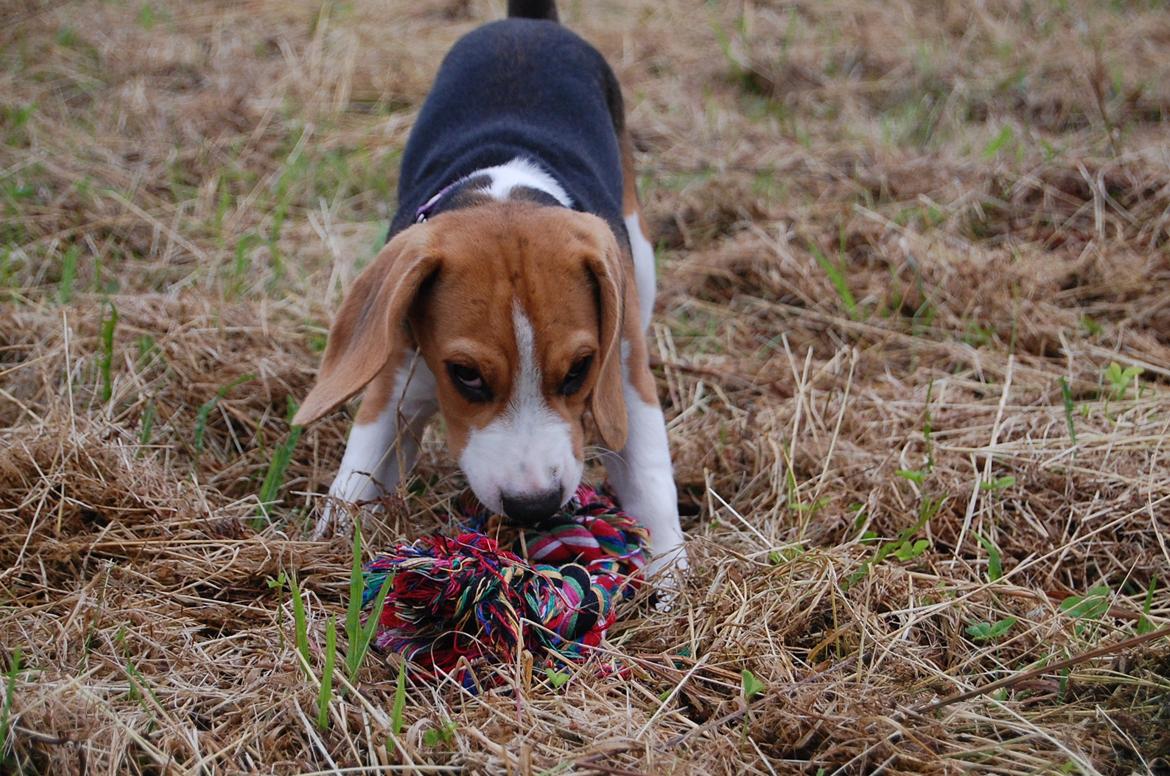 Beagle Daisy Hills Prinsesse Lathyrus. [Thyrus] - Fuld knald på i hundeparken.. billede 6