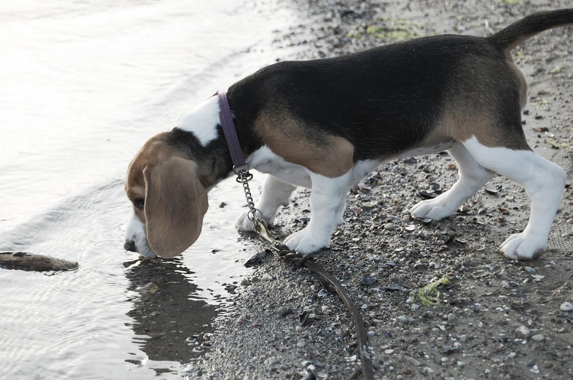 Beagle Daisy Hills Prinsesse Lathyrus. [Thyrus] - Første gang ved stranden- Sommer 2011. billede 7