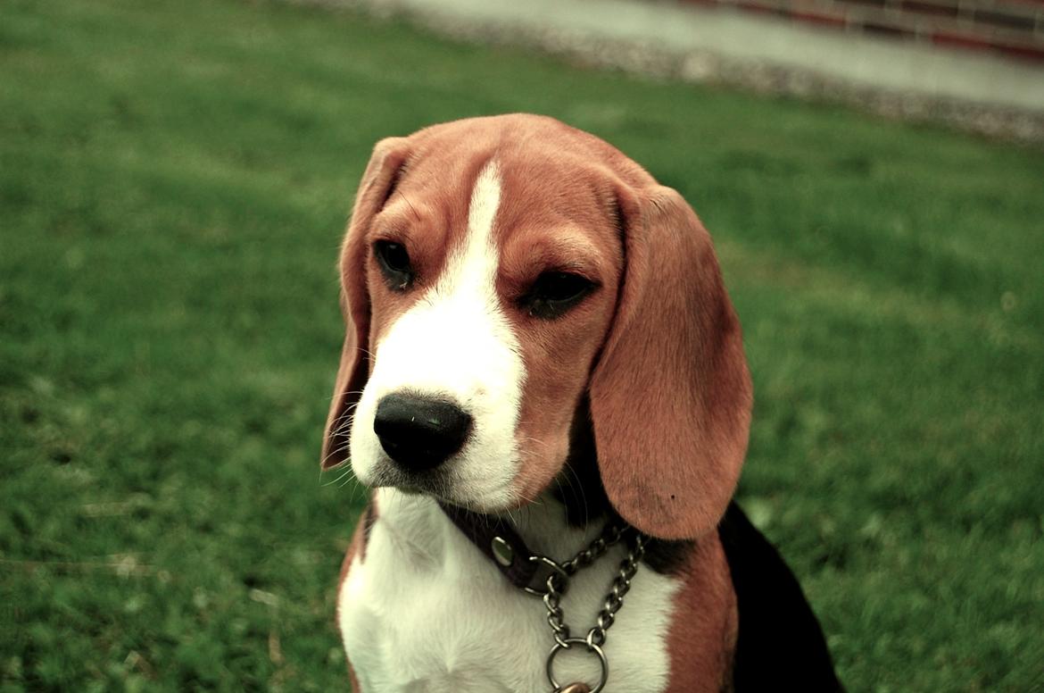 Beagle Daisy Hills Prinsesse Lathyrus. [Thyrus] billede 9