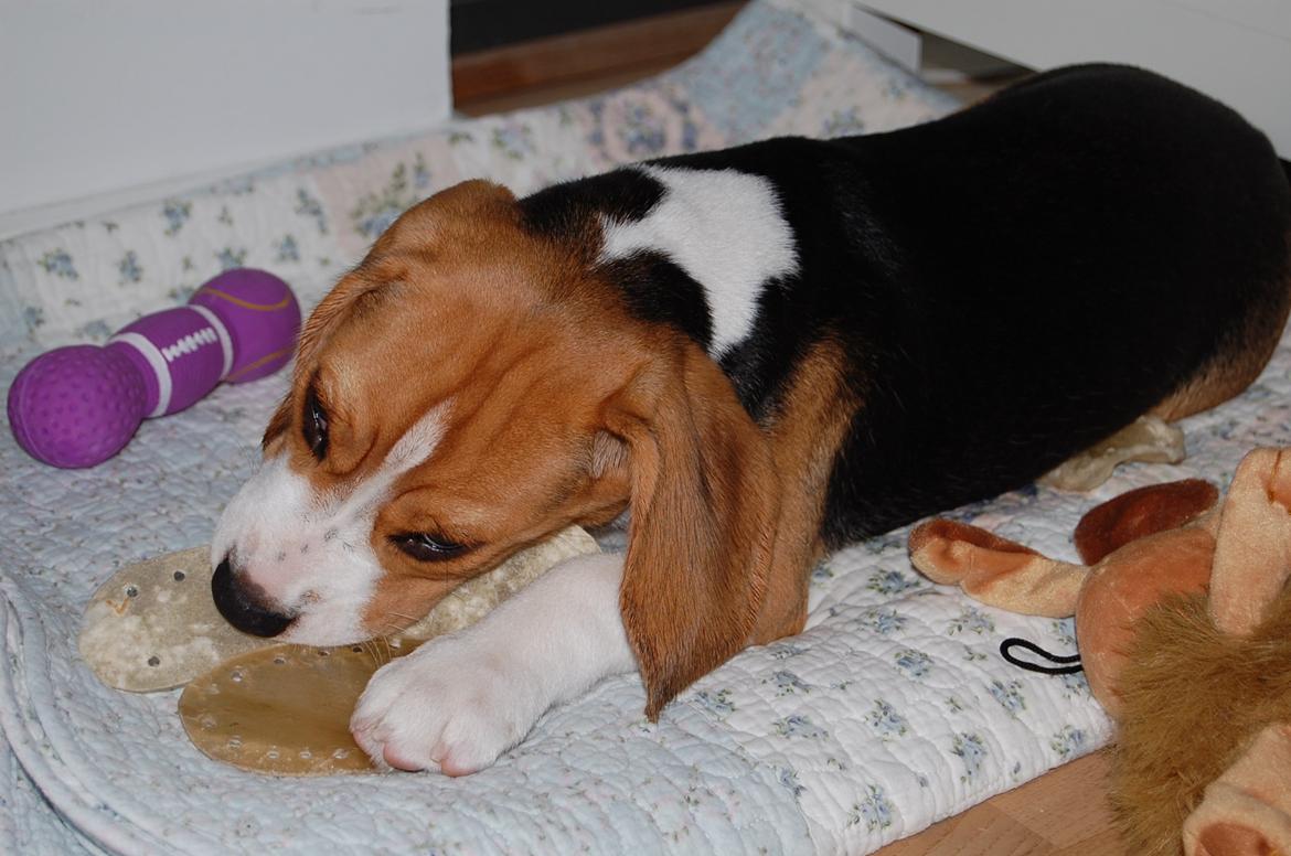 Beagle Daisy Hills Prinsesse Lathyrus. [Thyrus] billede 8