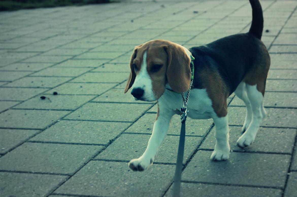 Beagle Daisy Hills Prinsesse Lathyrus. [Thyrus] - én af vores daglige gåture.. :-) billede 10