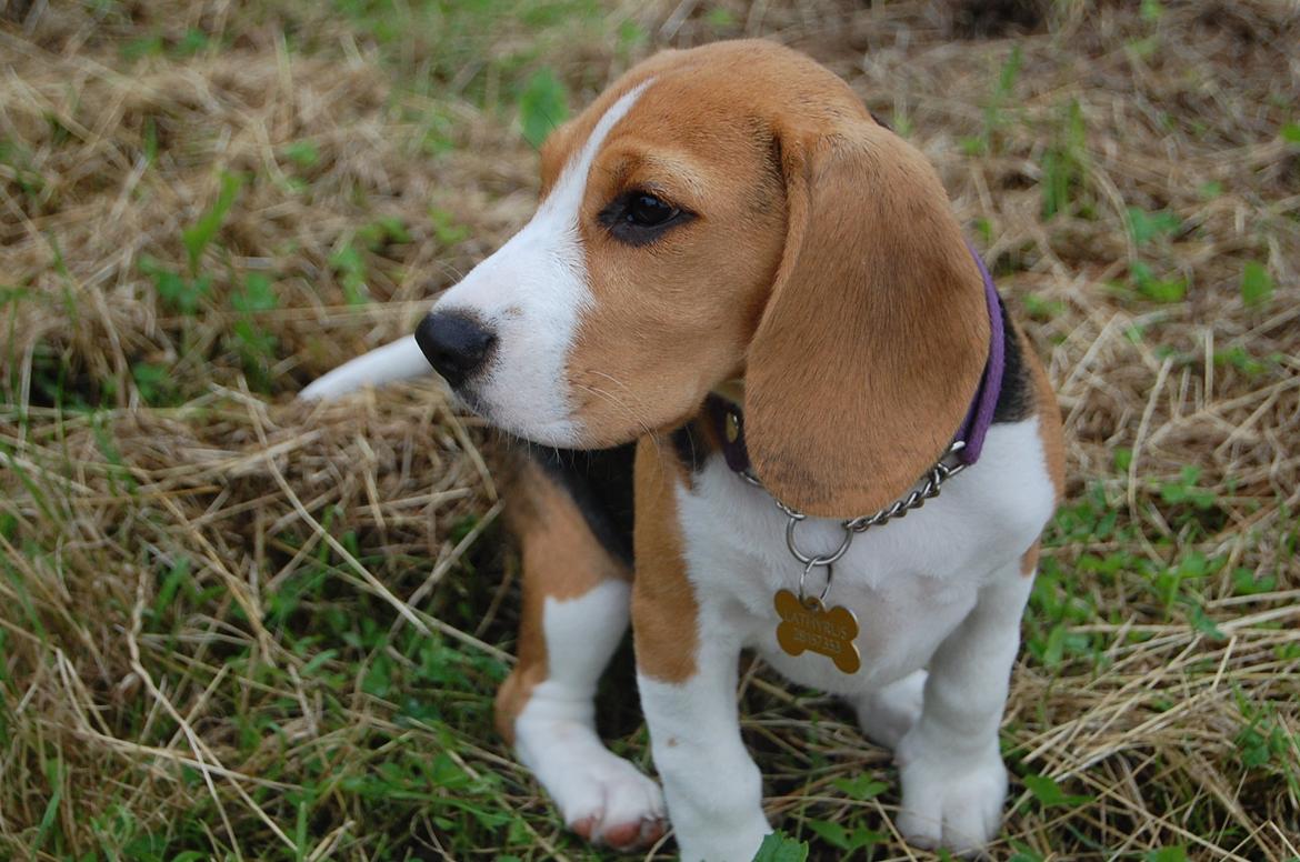 Beagle Daisy Hills Prinsesse Lathyrus. [Thyrus] billede 11