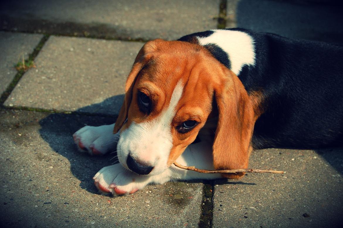 Beagle Daisy Hills Prinsesse Lathyrus. [Thyrus] billede 12