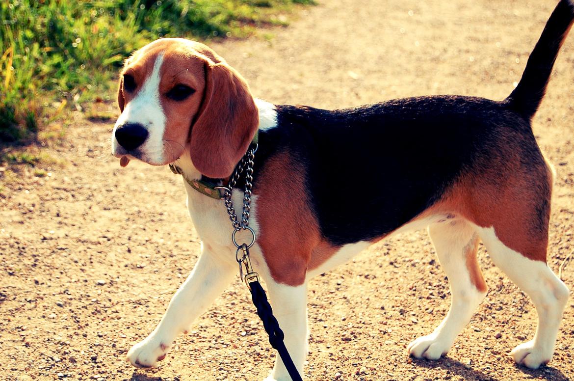 Beagle Daisy Hills Prinsesse Lathyrus. [Thyrus] - Glad vovse på tur.. ;-) billede 13