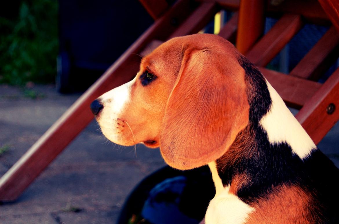 Beagle Daisy Hills Prinsesse Lathyrus. [Thyrus] billede 15