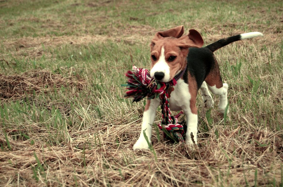 Beagle Daisy Hills Prinsesse Lathyrus. [Thyrus] billede 14