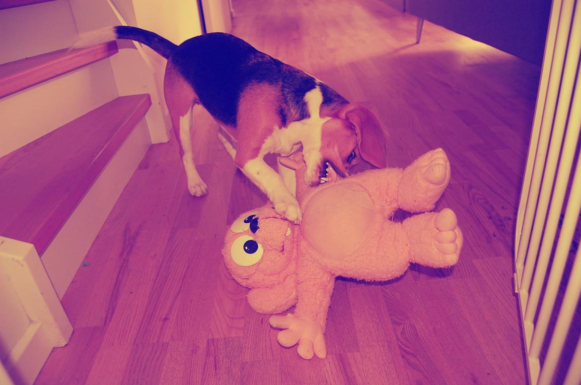 Beagle Daisy Hills Prinsesse Lathyrus. [Thyrus] - Tøjdyr får alt hva' de kan trække.. billede 16