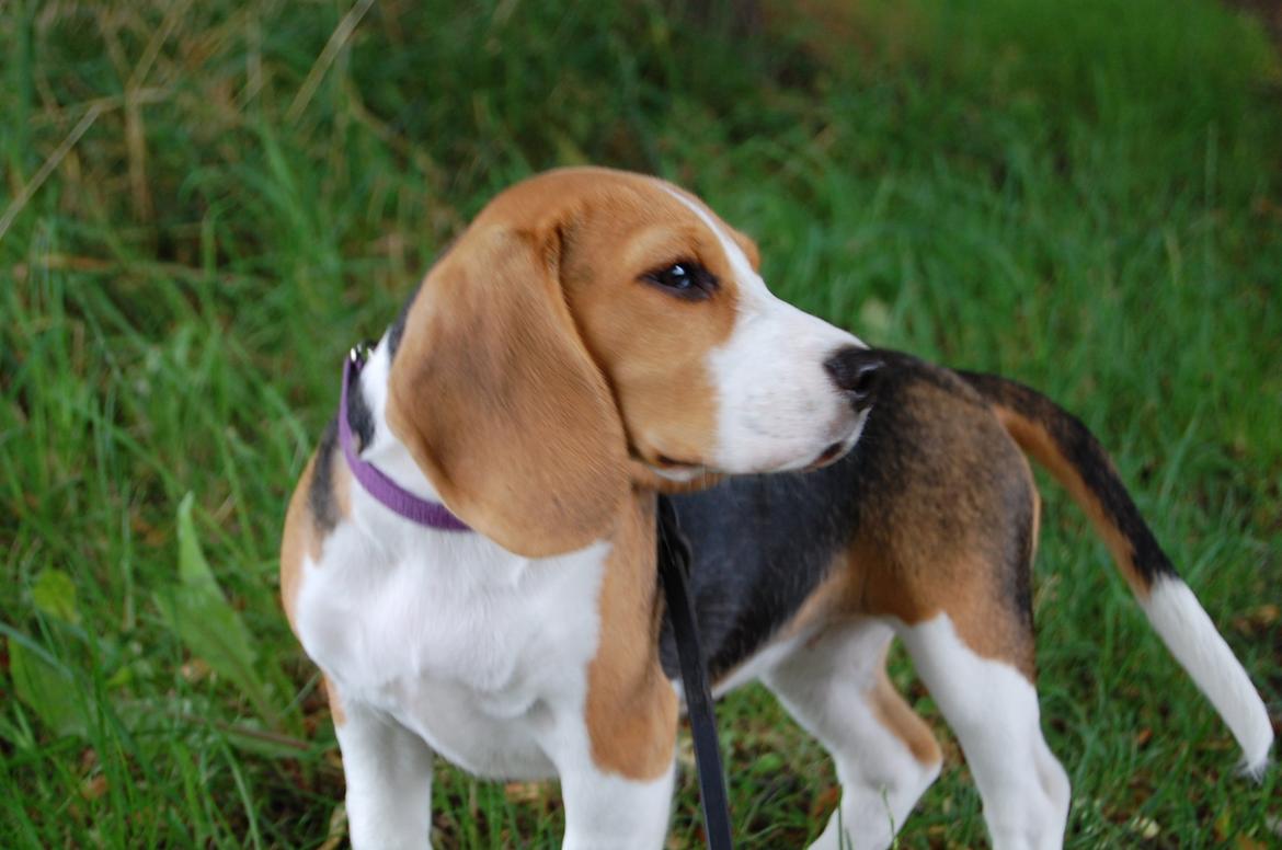 Beagle Daisy Hills Prinsesse Lathyrus. [Thyrus] - <3 billede 17