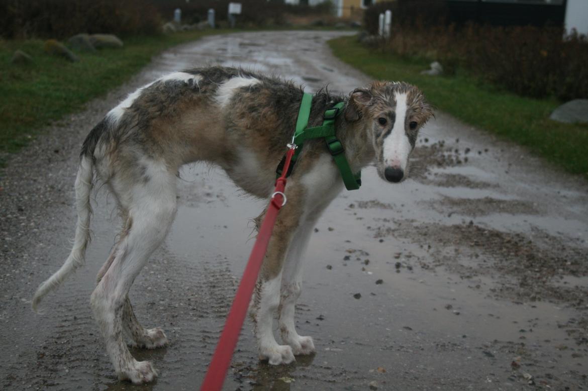 Borzoi Rotteberg aka Rotte - Arm lille myndehvalp... billede 16