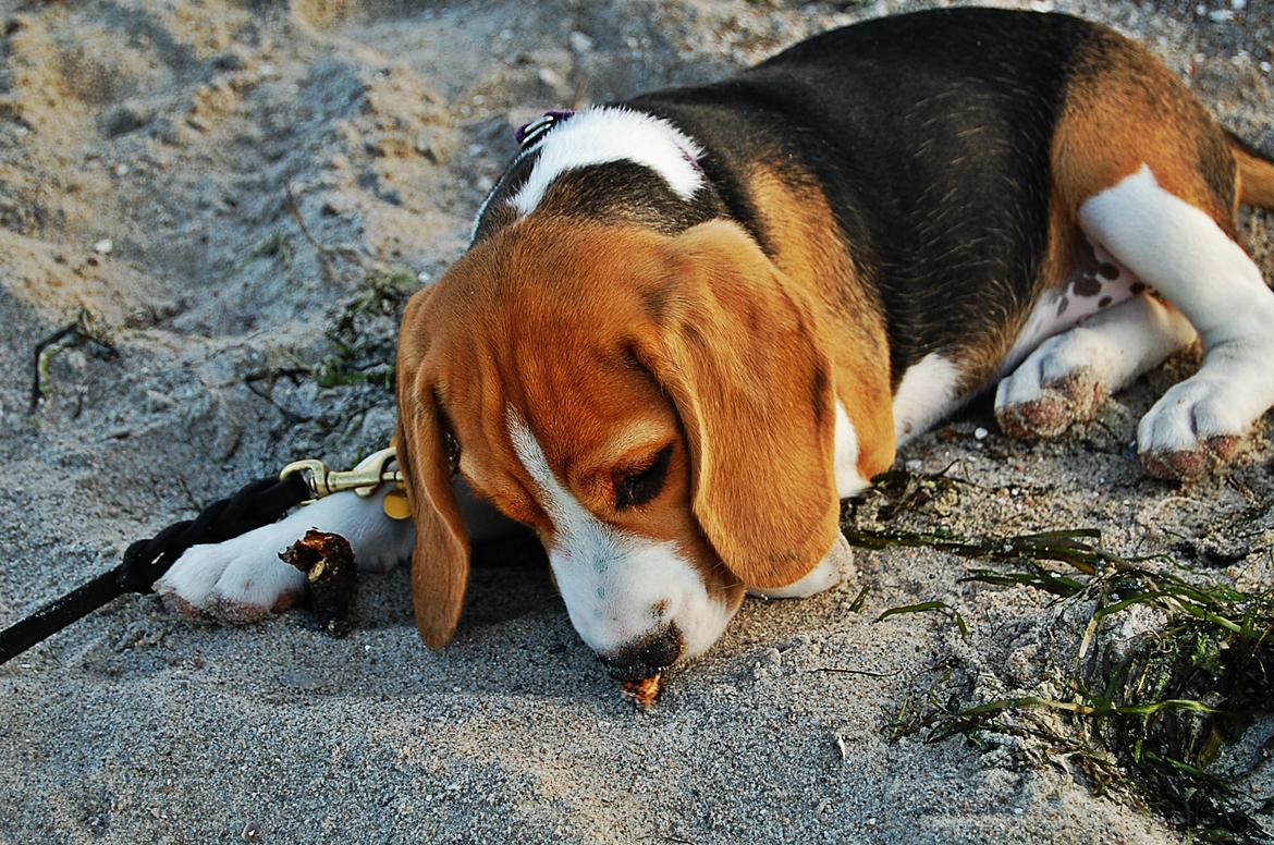 Beagle Daisy Hills Prinsesse Lathyrus. [Thyrus] - Første dag på standen- Sommer 2011. billede 18