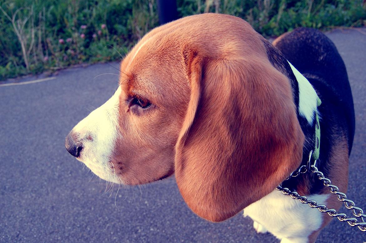 Beagle Daisy Hills Prinsesse Lathyrus. [Thyrus] billede 19