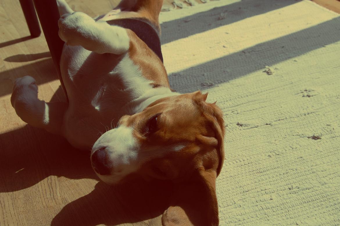 Beagle Daisy Hills Prinsesse Lathyrus. [Thyrus] - Det var alt for denne gang :-) hej hej,, billede 20