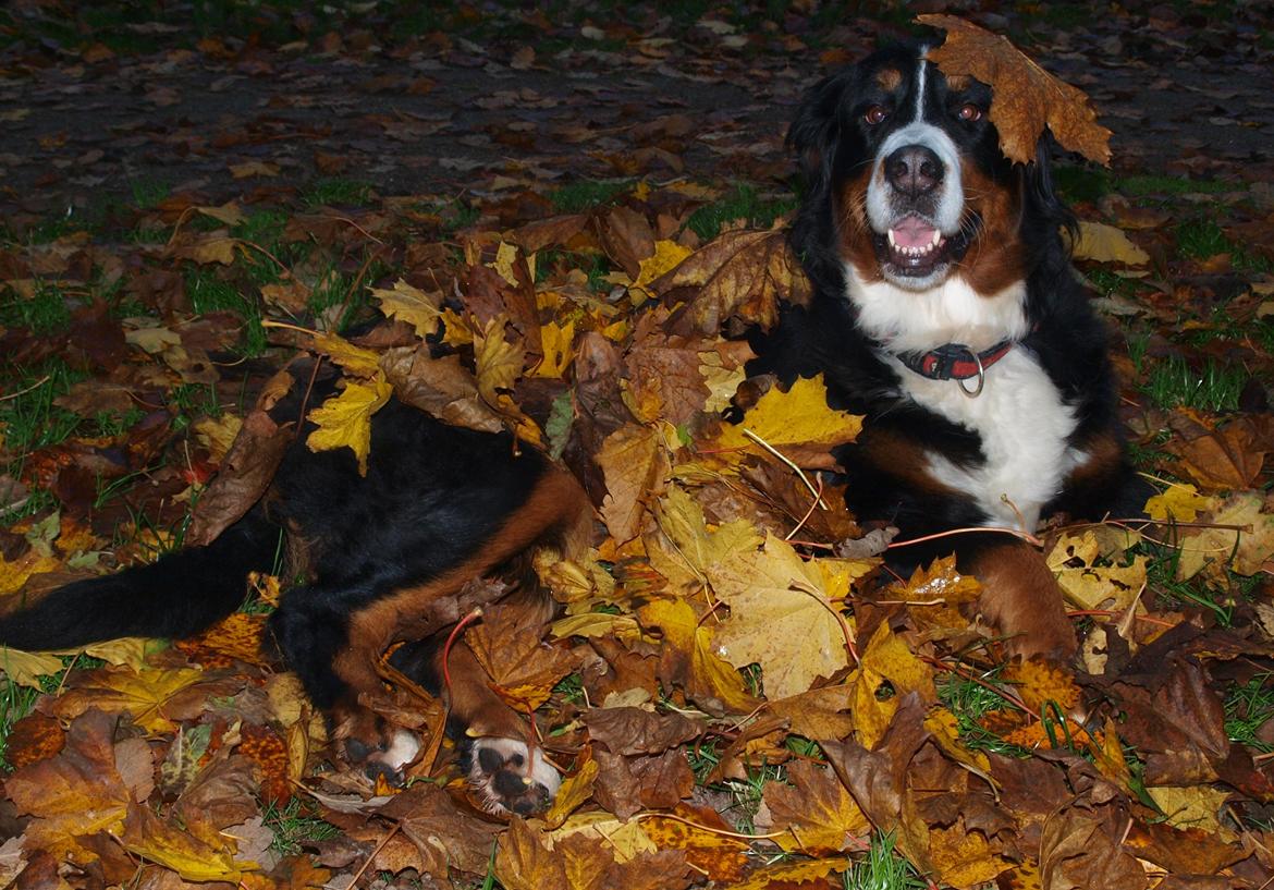 Berner sennenhund Nala *min eneste  ene* billede 2