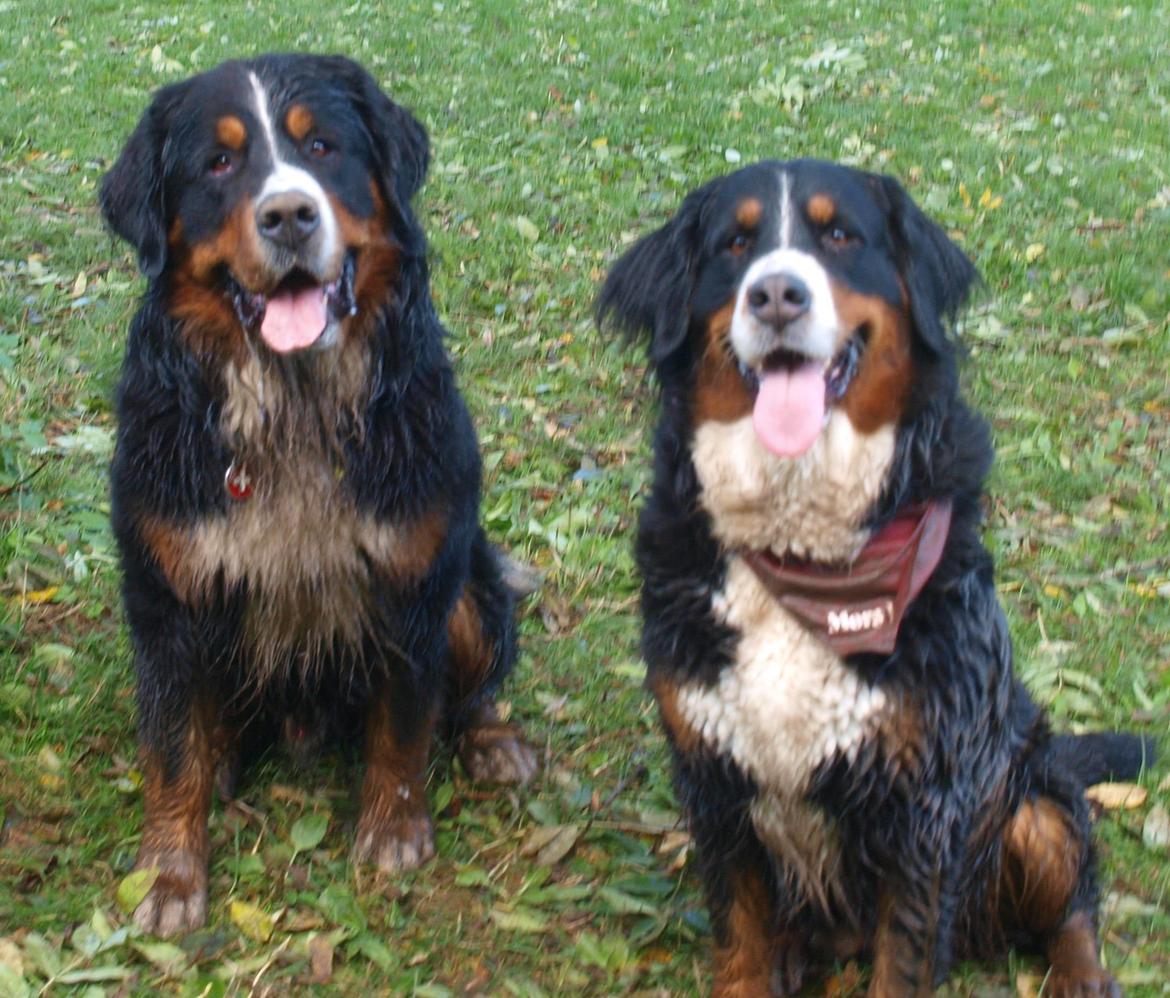 Berner sennenhund Nala *min eneste  ene* billede 15