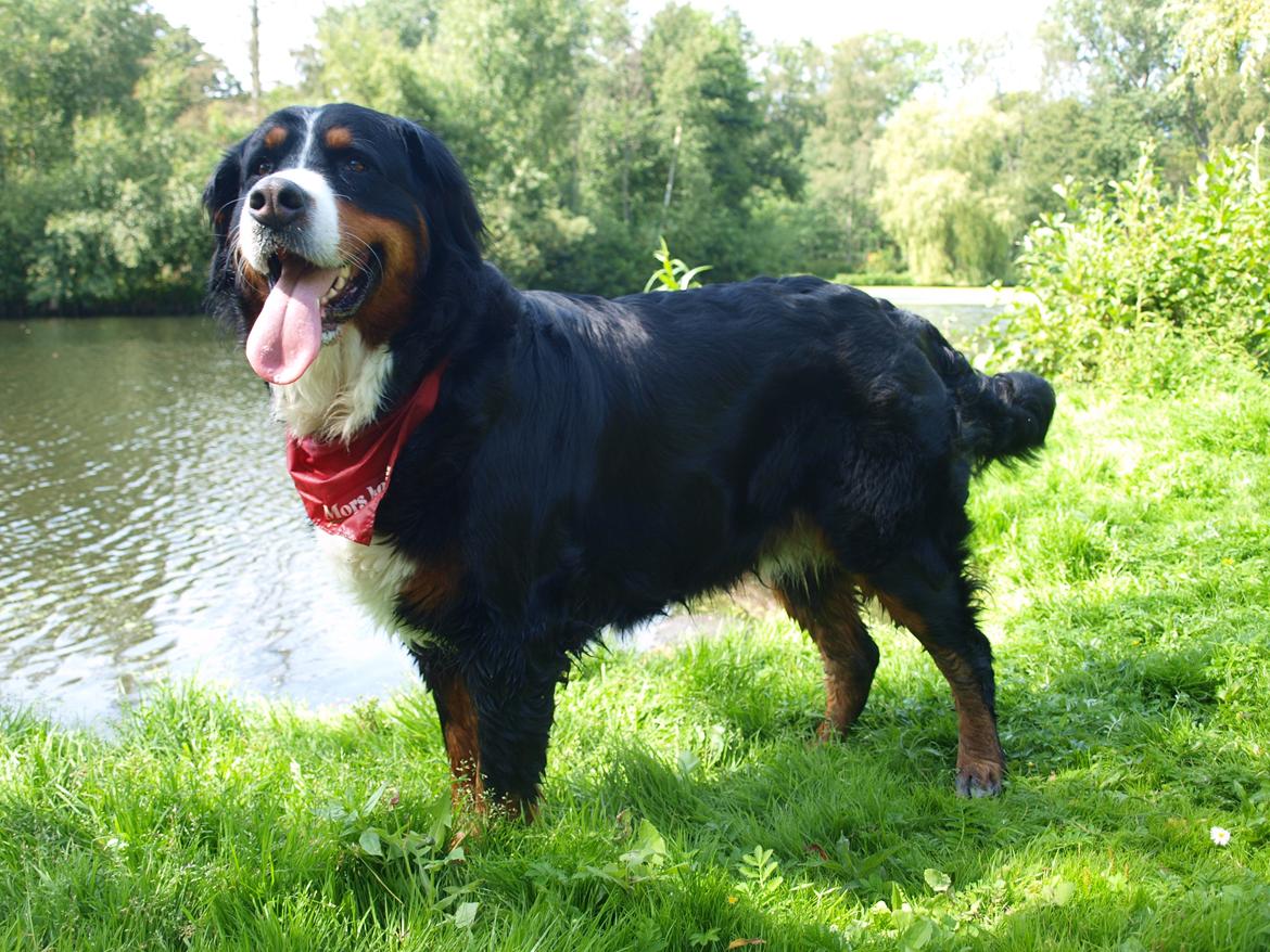 Berner sennenhund Nala *min eneste  ene* billede 16