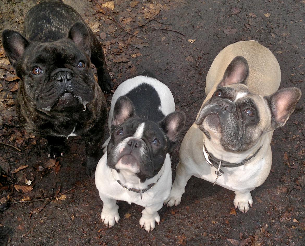 Fransk bulldog CherryCoke - Far Cornelius, søster Appel & mor Alma <3 billede 6