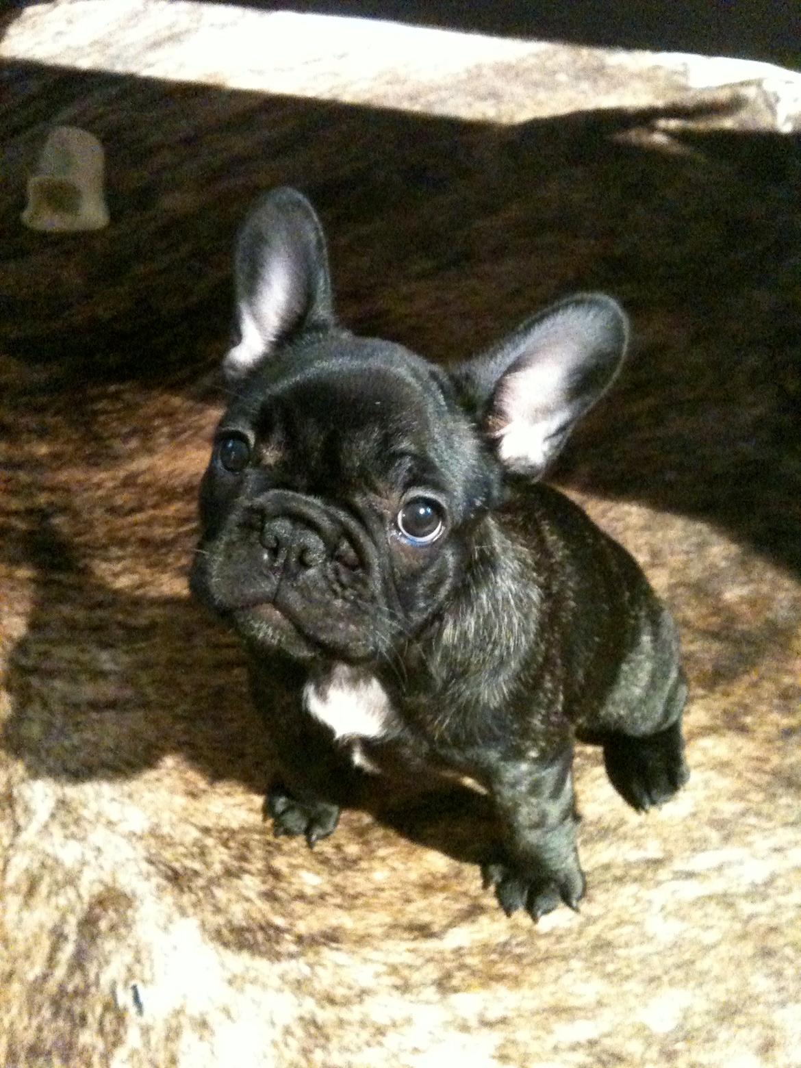 Fransk bulldog CherryCoke - Frække baby-Cherry<3 billede 3