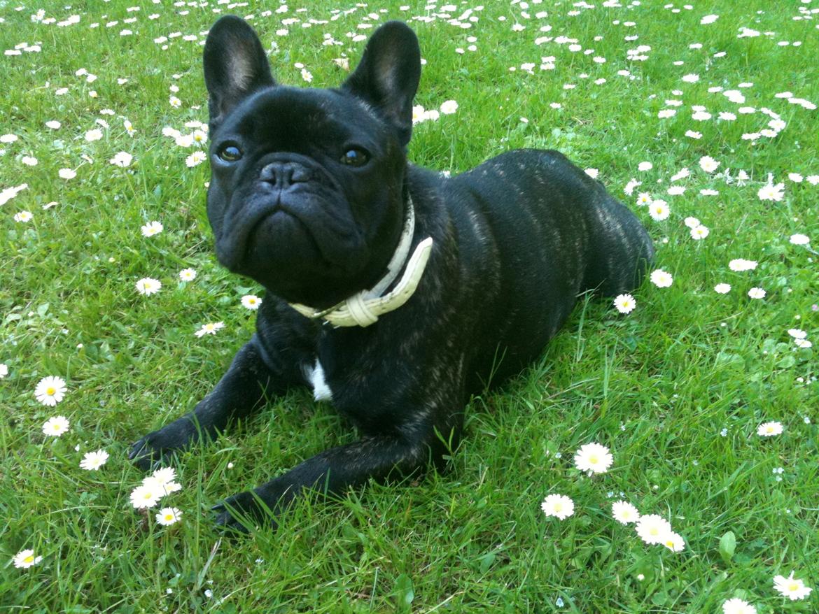 Fransk bulldog CherryCoke - Sommer-Cherry<3 billede 7