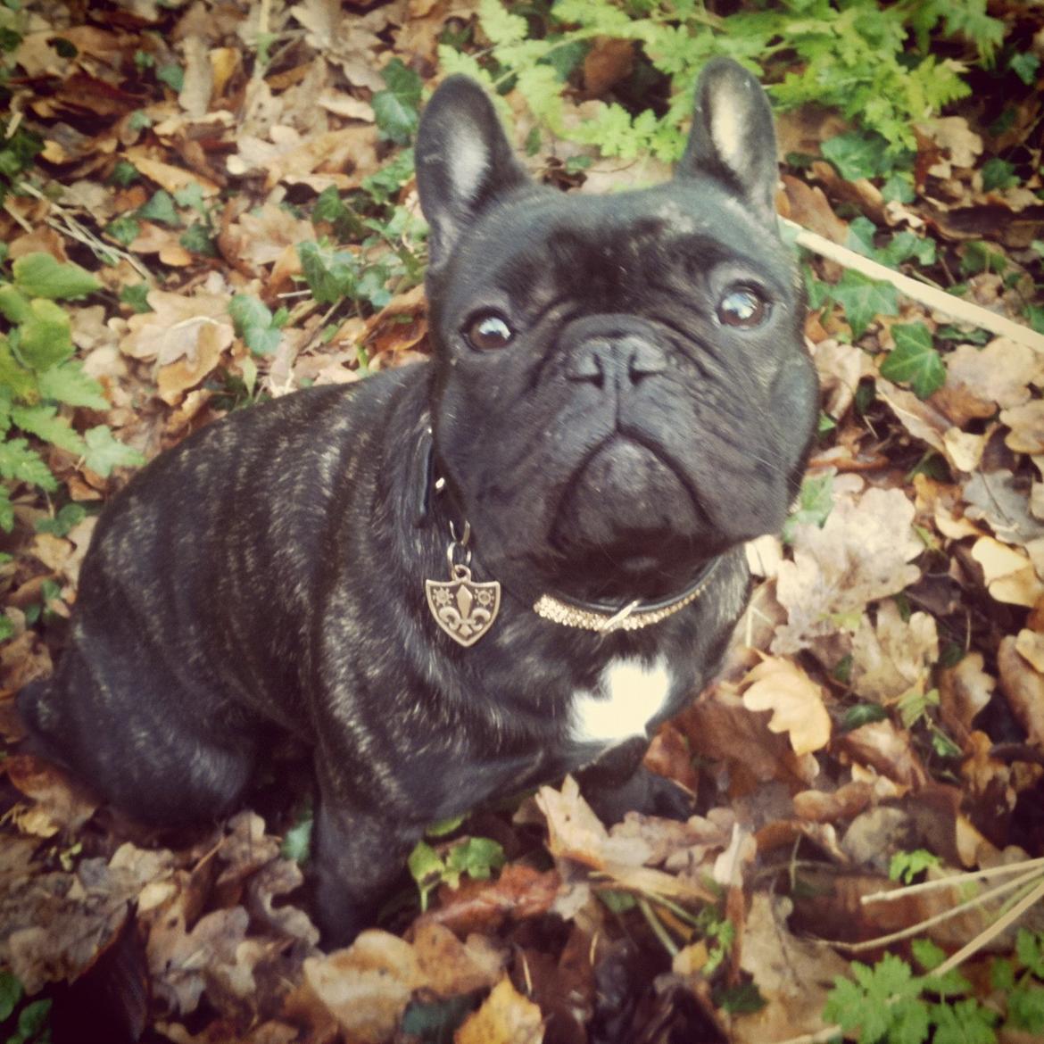 Fransk bulldog CherryCoke - Cherry 1 år <3 billede 8