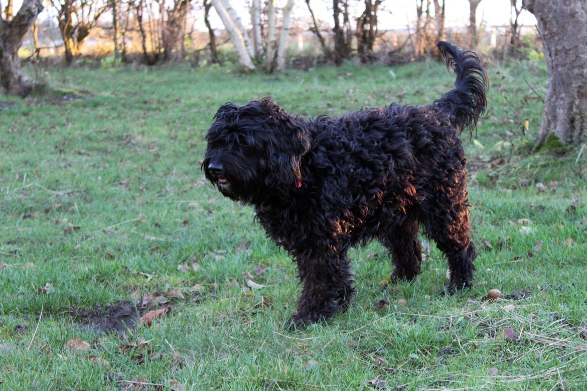 Blanding af racer <Pom Frida> - 29 November 2012 billede 3