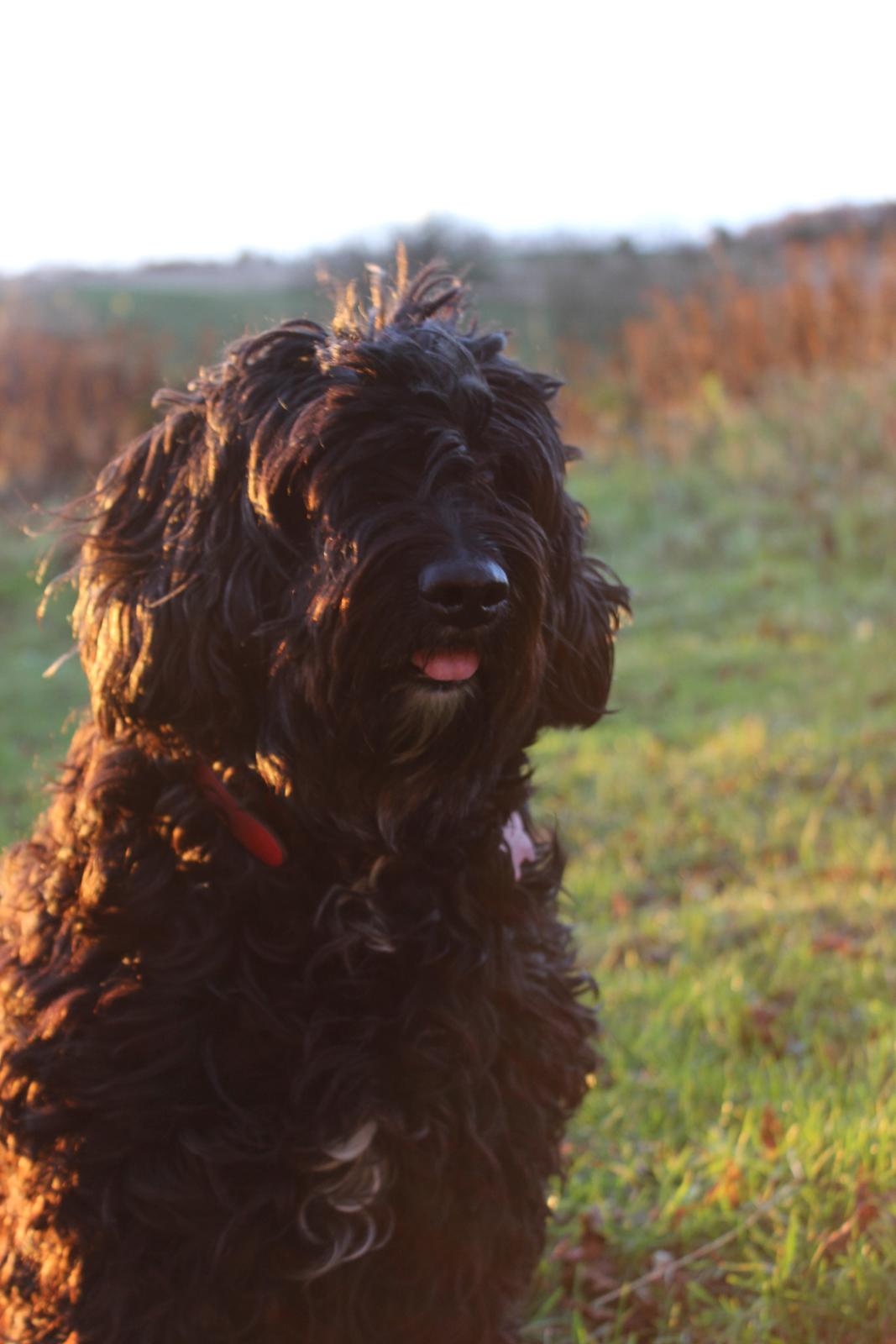 Blanding af racer <Pom Frida> - 29 November 2012
Vi nyder solnedgangen :) billede 12