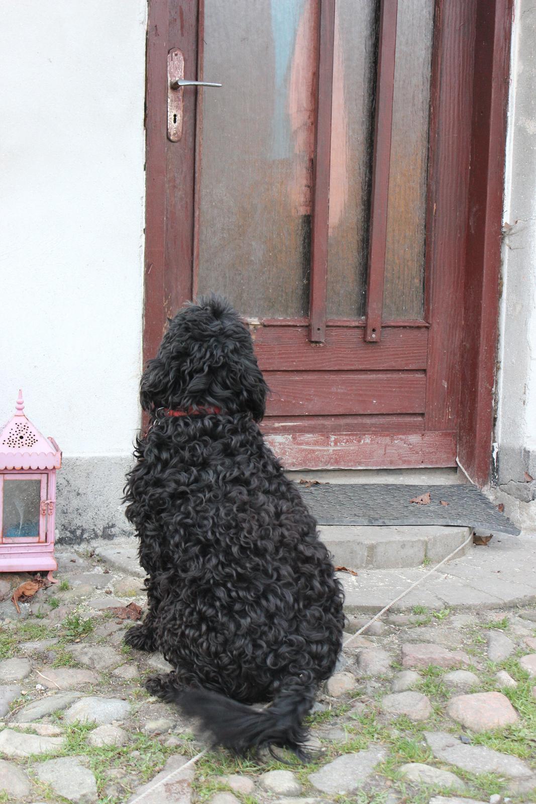 Blanding af racer <Pom Frida> - 29 November 2012 billede 6