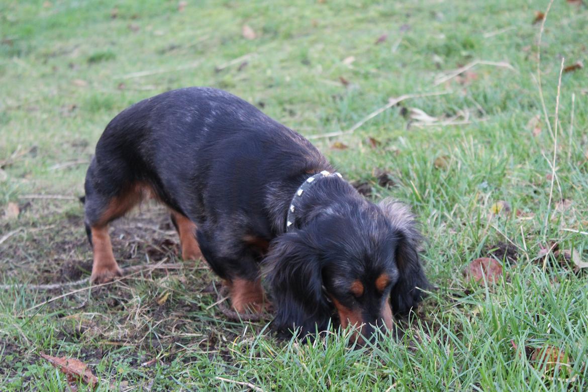 Dværggravhund Sveske - 29 November 2012
- Grave grave grave!  billede 30