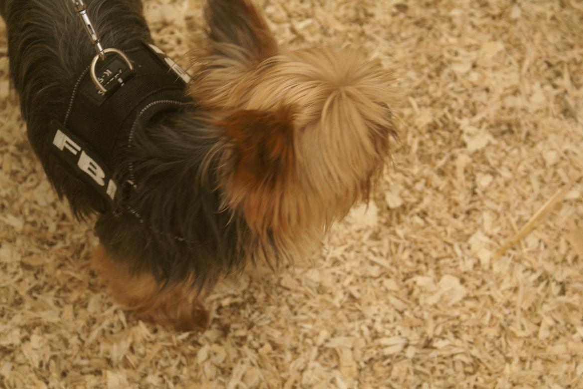 Yorkshire terrier pjevse billede 3