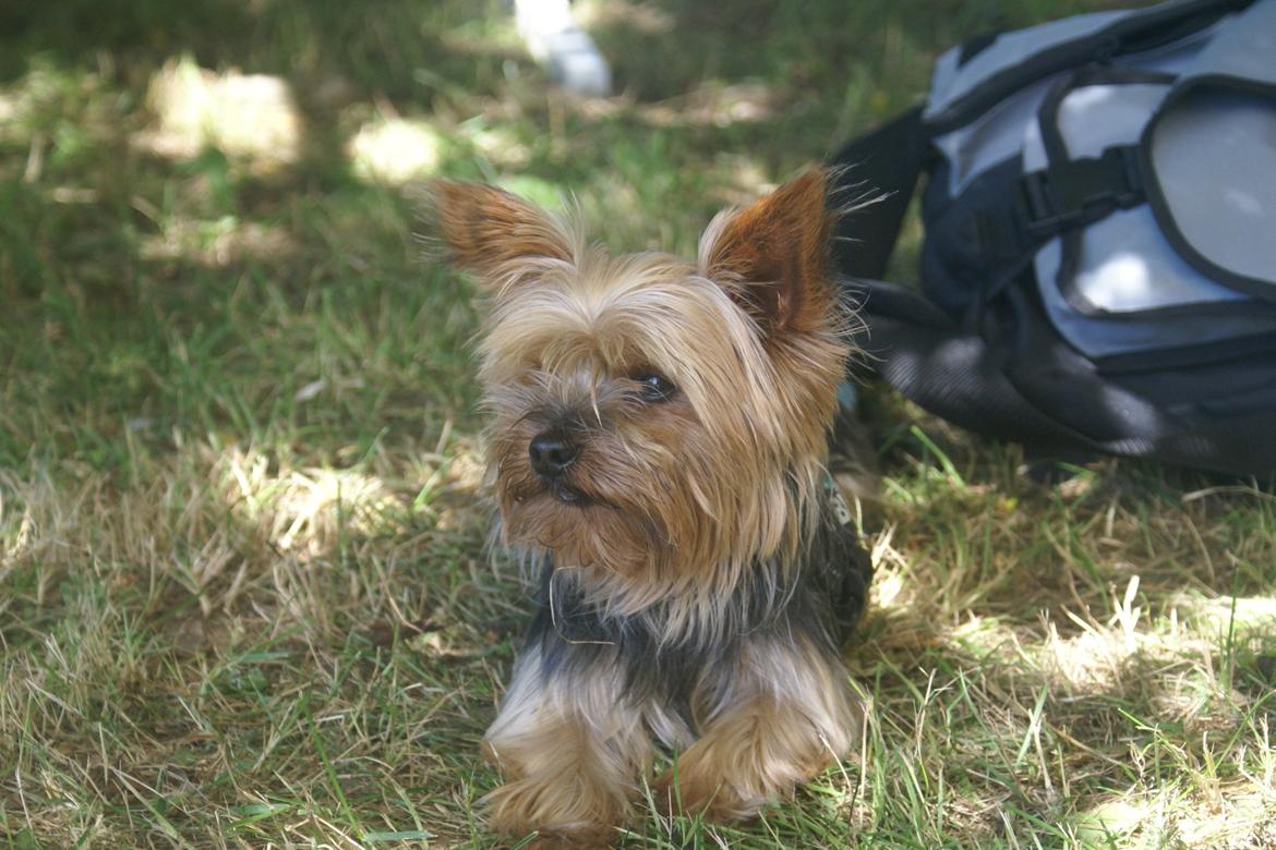 Yorkshire terrier pjevse billede 2