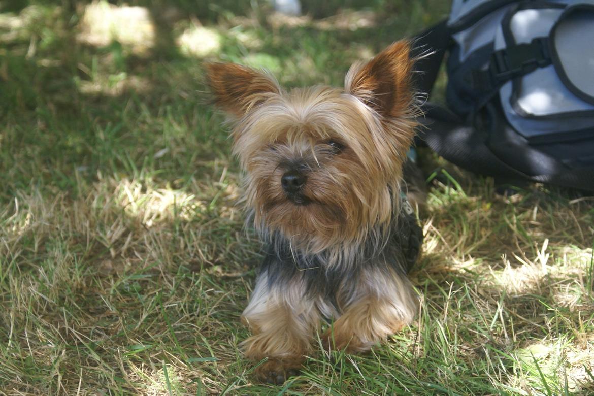 Yorkshire terrier pjevse billede 1