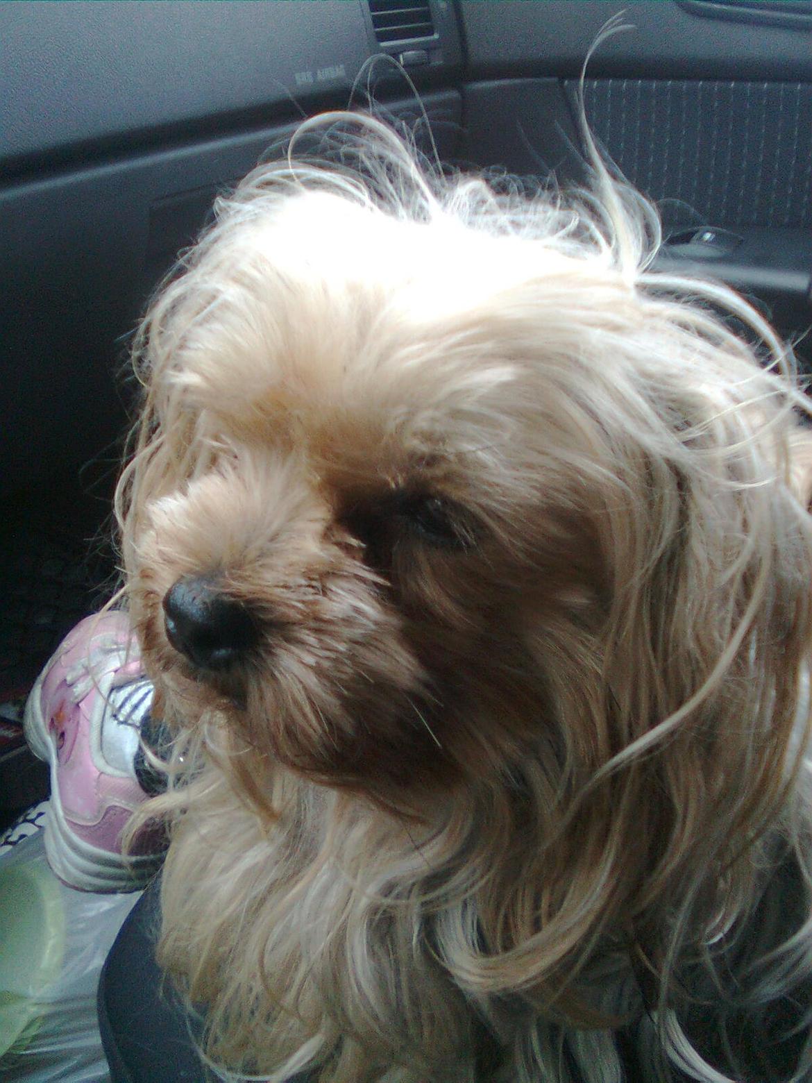 Yorkshire terrier Cookie billede 1